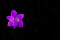 Pink color Rain Lily flower blooming in rain season on dark background with space for text Royalty Free Stock Photo