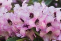 Pink color rhododendron Dominik flowers macro selective focus