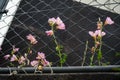 Pink color roadside flowers growing at chain link fence Royalty Free Stock Photo