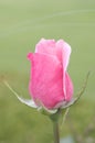 Pink color rose close up with bokeh Royalty Free Stock Photo