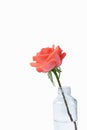 Pink color rose flower on white background Royalty Free Stock Photo