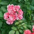 Pink color rose flowers on the background of the big green tomato leaves Royalty Free Stock Photo