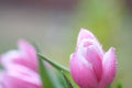 Pink color tulip closeup with dew drops, selective focus. Bouquet of pink tulips on a light background. Flower softly