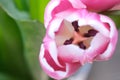 Pink color tulip closeup with top view, selective focus. Bouquet of pink tulips on a light background. Flower softly