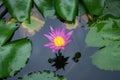 Pink color water lily in pond Royalty Free Stock Photo