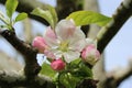 Apple flower buds ready to bloom in spring Royalty Free Stock Photo