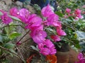Bougainvillea Or bouganvilla flowers in pink colour Royalty Free Stock Photo