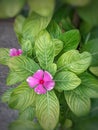 Pink colored of Catharanthus Roseus flower or Periwinkle Madagascar or Vinca Rosea Royalty Free Stock Photo