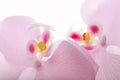 Pink colored flowers - gentle colors white background