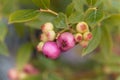 Pink colored fruits of a cultivated blueberry, Vaccinium corymbosum Royalty Free Stock Photo