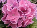 Pink colored hydrangea closeup view