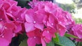 Pink colored hydrangea flower close up Royalty Free Stock Photo