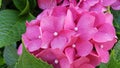 Pink colored hydrangea flower close up Royalty Free Stock Photo