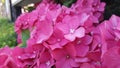 Pink colored hydrangea flower close up Royalty Free Stock Photo