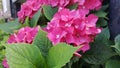 Pink colored hydrangea flower close up Royalty Free Stock Photo