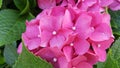 Pink colored hydrangea flower close up Royalty Free Stock Photo