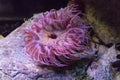 Pink marine anenome Royalty Free Stock Photo
