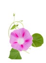 Pink Colored Morning Glory Flowers branches blooming