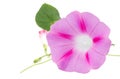 Pink Colored Morning Glory Flowers Isolated on White Background Royalty Free Stock Photo