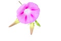 Pink Colored Morning Glory Flowers Isolated on White Background Royalty Free Stock Photo