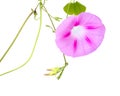 Pink Colored Morning Glory Flowers Isolated on White Background Royalty Free Stock Photo