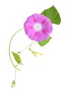 Pink Colored Morning Glory Flowers Isolated on White Background Royalty Free Stock Photo