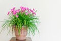 Pink colored Rain lily planted in the pot with white yellow colored wall. Rainy lilies blooming during rainy season