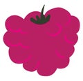 Raspberries, vector or color illustration