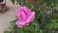 Pink-colored rose blooming in a garden in India Royalty Free Stock Photo