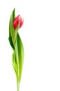 Pink colored tulip