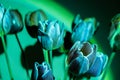 Pink colored tulip flower in neon light on green gradient background in the night light. Luminescence psychedelic art