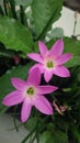 Pink colored of Zephyranthes Rosea flowers, commonly known as Pink Rain Lily Royalty Free Stock Photo