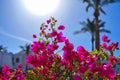 Pink Bougainvillea flowers against the blue sky, the sun and pal Royalty Free Stock Photo