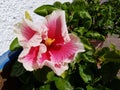 Pink colorful hibiscus flower