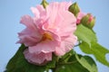 Pink colorful Hibiscus mutabilis, also known as the Confederate rose, Dixie rosemallow, or the cotton rosemallow flower closeup. Royalty Free Stock Photo