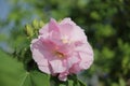 Pink colorful Hibiscus mutabilis, also known as the Confederate rose, Dixie rosemallow, or the cotton rosemallow flower closeup. Royalty Free Stock Photo