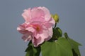 Pink colorful Hibiscus mutabilis, also known as the Confederate rose, Dixie rosemallow, or the cotton rosemallow flower closeup. Royalty Free Stock Photo