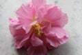 Pink colorful Hibiscus mutabilis, also known as the Confederate rose, Dixie rosemallow, or the cotton rosemallow flower closeup. Royalty Free Stock Photo