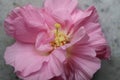 Pink colorful Hibiscus mutabilis, also known as the Confederate rose, Dixie rosemallow, or the cotton rosemallow flower closeup. Royalty Free Stock Photo