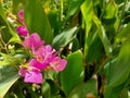 Pink colour of bouganvillea flower