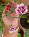 Pink colour Chinese coronations flowers in the female hand close up in sunlight gardening Royalty Free Stock Photo