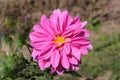 Pink dalhia full blooming in garden