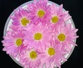 Pink colour decorative flower kept in a plate on black background Royalty Free Stock Photo