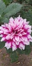 Pink colour flower dahlia showing combo of white and pink Royalty Free Stock Photo