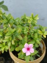 Pink colour flower plant and leaves Royalty Free Stock Photo