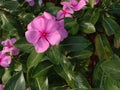 Pink colour flower plant with nicelook which is comes once in a particular season