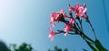 A pink colour flower with sky Royalty Free Stock Photo