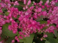 Pinkcolour flowerplant with nicelook which is comes once in a particular season