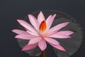 Pink colour lotus flower Royalty Free Stock Photo