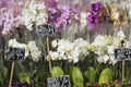 Pink colour orchids for sale. Royalty Free Stock Photo